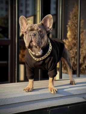 Siyah bir kazak ve altın zincir takmış, sıcak güneş ışığı ve şık bir ortamın tadını çıkaran bir Fransız Bulldog 'u güvenle dışarıda duruyor..