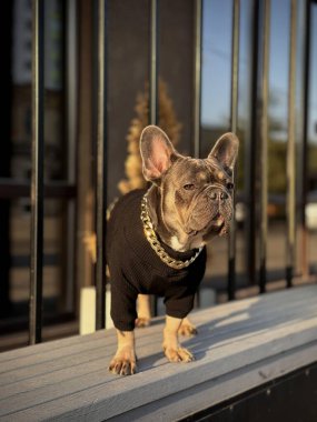 A dog in a black sweater and chain necklace poses confidently on a ledge. Sunlight highlights its stylish appearance in an urban environment. clipart