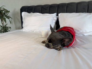 A french bulldog in a red sweater sleeps peacefully on a bed, wearing cute glasses, with a cup placed nearby in a cozy setting. clipart