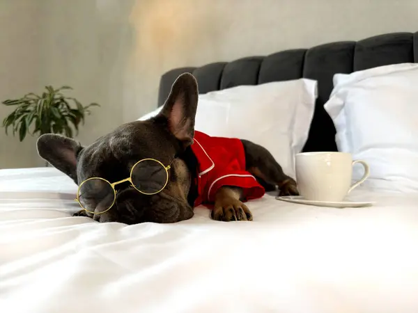 Kırmızı elbiseli bir Fransız bulldog şık bir odada yanında bir kupayla huzurlu bir şekilde yatar..