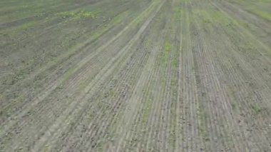Bir tarım alanının havadan görünüşü, helikopter denetiminden kalan sıra sıra ekinleri gösteriyor..