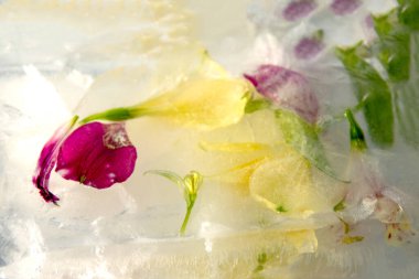 Pembe ve sarının çeşitli tonlarında narin çiçek yaprakları buzla kaplanır ve serin bir şekilde korunmuş doğanın güzelliğinin çarpıcı bir görüntüsünü oluşturur..