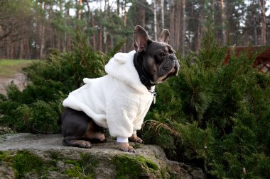Giyinip süslenmiş bir Fransız bulldog yemyeşil bir kayanın ortasında dinleniyor, şık kapüşonlusunu açık havada sergiliyor..