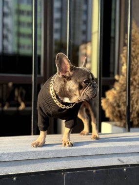 Süveter ve altın zincir giyen Fransız bulldog güneş batarken bir balkonda poz veriyor, eşsiz tarzını ve kentsel çevresini sergiliyor..