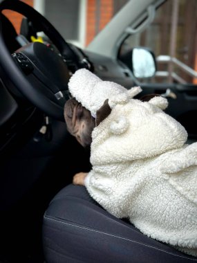 Sıcak beyaz bir ceket giymiş küçük bir köpek sürücü koltuğunda oturur, arabanın direksiyonunu dikkatle izler..