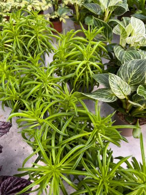 Yeşillik yeşil bitkiler, sağlıklı yapraklar ve çeşitli şekillerle, iyi ışıklandırılmış bir alanda doğanın güzelliğini gösteren katmanlı bir kapalı bahçe sahnesi yaratırlar..