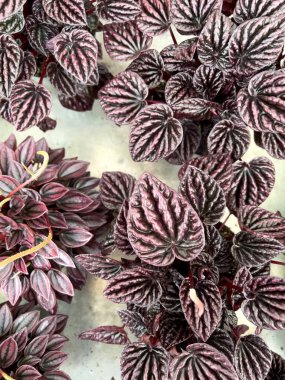 Parlak mor ve yeşil yapraklar sahneyi dolduruyor. Karmaşık desenler ve iç mekan atmosferini canlandıran dokular sergiliyor..