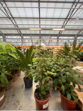 Canlı bir serada, gün boyunca parlak ışıklar altında gelişen palmiye ve yaprak çeşitleri de dahil olmak üzere bir dizi bitki sergileniyor..