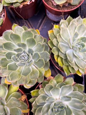 Renkli sulu bitkiler, parlak güneş ışığı altında, küçük saksılarda yerel bir fidanlıkta güzelce düzenlenir. Canlı yeşiller ve sarılar davetkar bir sahne yaratıyor..