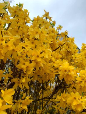 Sarı çiçekler yemyeşil bir bahçedeki dalları kaplayarak baharın gelişini işaret ediyor. Titreşimli çiçekler gri gökyüzünü aydınlatıyor, doğal güzelliği arttırıyor..
