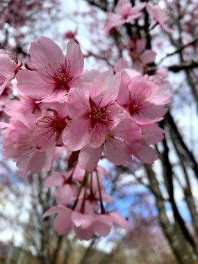 Huzurlu bir parkta güzel kiraz çiçekleri tomurcuklanıyor. Dallardan sarkan narin pembe çiçekler güneşli bir bahar gününde manzarayı aydınlatıyor..