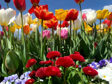 Canlı bir bahar bahçesi, parlak mavi gökyüzünün altında diğer renkli çiçeklerle çevrili çeşitli renklerde lalelerle doludur..