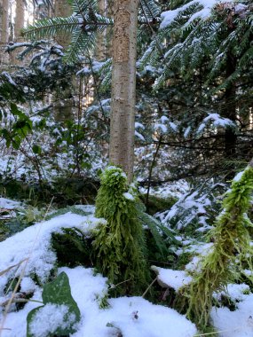 Parlak yeşil yosunlar, karlı bir ormanda bir ağaç gövdesine tutunur. Etrafı yemyeşil ağaçlarla ve doğanın kışın harikalar diyarıyla çevrilidir..