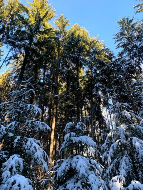 Karla kaplı uzun yeşil ağaçlar, huzurlu bir kış ormanı atmosferinde açık mavi gökyüzüne doğru uzanır.