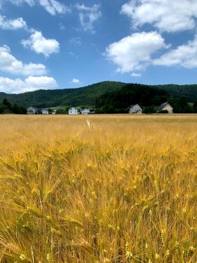 Geniş bir altın buğday tarlası güneş ışığıyla aydınlatılır. Dağılmış bulutlar ve uzak tepeler, huzurlu bir manzara yaratır..