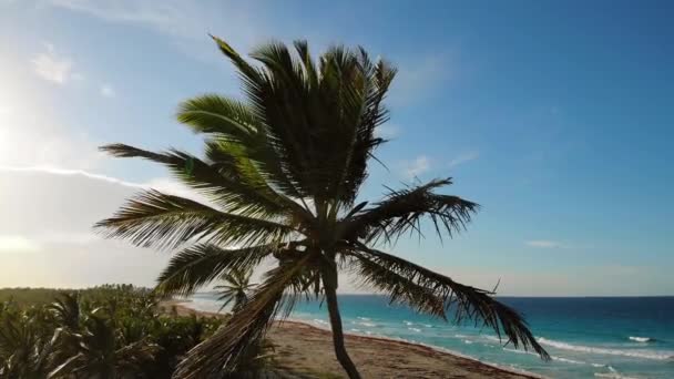 在海洋的棕榈树顶上 热带海滩白沙 蓝色加勒比海和收费棕榈树 在天堂岛上度假 大海和天空 日落在美丽的海滩上 — 图库视频影像