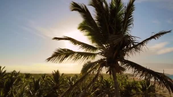 Latać Wokół Palm Zachód Słońca Złoty Błękitne Niebo Podświetlenie Basenie — Wideo stockowe