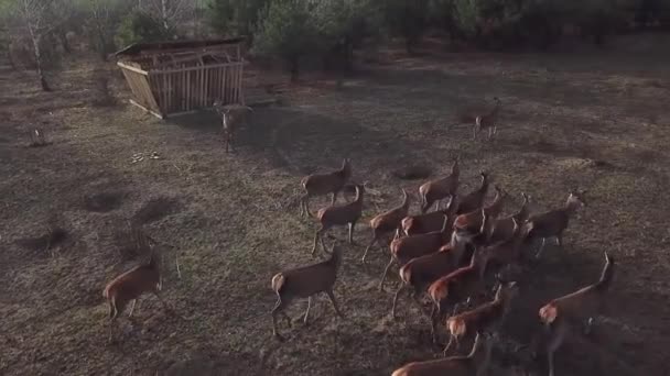 Feeders Hay Roe Deer Nursery Wild Young Deer Family Grazing — Stockvideo