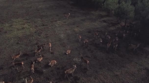 野生のノロジカの群れは その自然の生息地で 森の端に休んでいます 牧草地の上にイクラの鹿の群れ 群れの空中ビューは 彼らの自然の生息地で戻ってくる — ストック動画