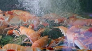 Restoranın mutfağında büyük şeffaf bir akvaryumda ıstakoz, yengeç ve karides. Akvaryumda canlı deniz ürünleri. Süpermarkette bir ürün. Satılık ıstakoz, karides ve yengeçleri kapatın.