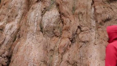 Sekoya ağacı. Ulusal Park Ormanı 'nda nadir bulunan kırmızı sekoya ağacının dişi eli dokunuyor ve kabuğunu okşuyor. Doğayı Sevmek. Ahenk sakin rahatlama. Dünya Yeşil Barış Konseptini Koru. Sequoia Bark yakın çekim.