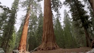 Yosemite Ulusal Parkı 'ndaki dev Sequoia ağaçlarını yukarı kaldır. Sequoia Ulusal Parkı, Kaliforniya, Sequoia Ağacı 'ndaki Dev Sekoya Ağacı. Sequoia Ağaçları Gökyüzüne Yükseliyor, Sequoia Ulusal Parkı, Kaliforniya