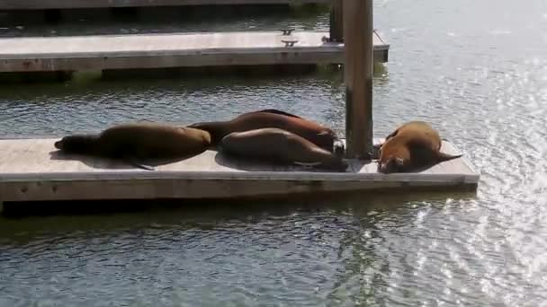 San Francisco California Abd Deki Rıhtımdaki Deniz Aslanları San Francisco — Stok video