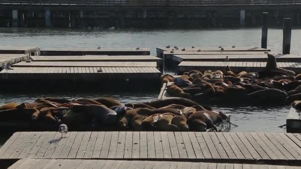 Pier San Francisco Usa Sjölejon Träbrädor Symbol För Amerikansk Stad — Stockvideo
