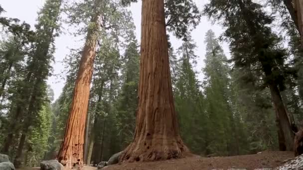 Tilt Giant Sequoia Trees Yosemite National Park Giant Sequoia Tree — Video