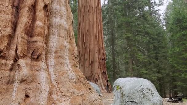 Sequoias Sequoia Ulusal Parkı Kaliforniya Daki Dev Sequoia Ağacı Yosemite — Stok video
