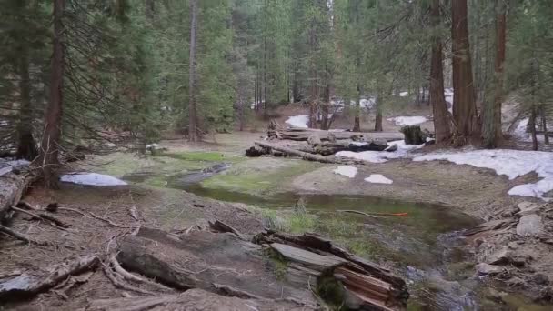 Tilt Giant Sequoia Trees Yosemite National Park Giant Sequoia Tree — Stock Video