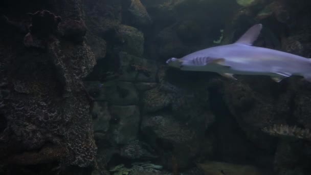 Hammerhead Shark Swims Reef Giant Aquarium Hammerhead Shark Fish Hammerhead — Vídeos de Stock