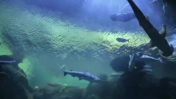 ハンマーヘッドサメは深さの水中で泳ぐ 尾が長く 底が見えるスポットカラーのサメ — ストック動画