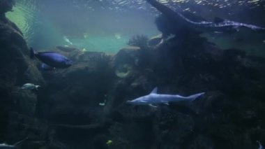 Hammerhead shark swims under water in the depth. Spotty coloring shark with a long tail, bottom view. Coral reef with Great hammerhead shark. Blurred images of sea fish in a large thick glass aquarium