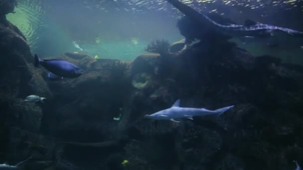 Hammerhead Shark Swims Water Depth Spotty Coloring Shark Long Tail — Stock videók