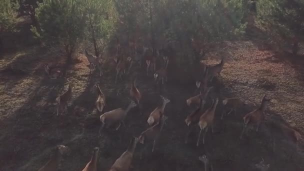 Wild Young Deer Family Grazing Green Lawn Grass Group Herd — Stock videók
