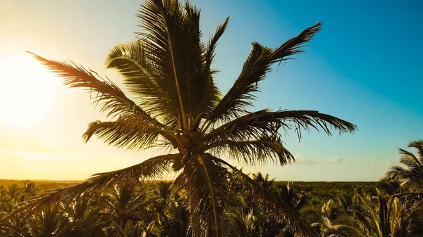 Palm trees sunset golden blue sky backlight in caribbean. Caribbean beach background. Beach on the tropical island. Palm trees on ocean coast near beach.