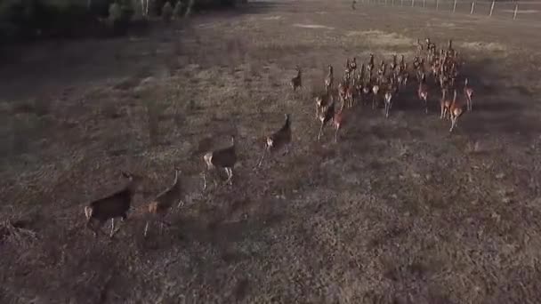 Herd Roe Deer Runs Away Aerial View Herd Roe Deer — Stockvideo