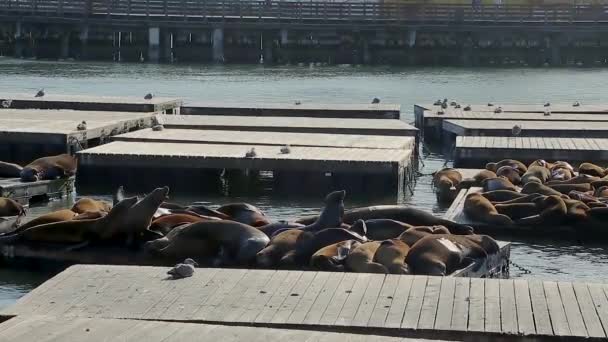 Seal Sea Lions Pier San Francisco Pier Shopping Center Popular — Video