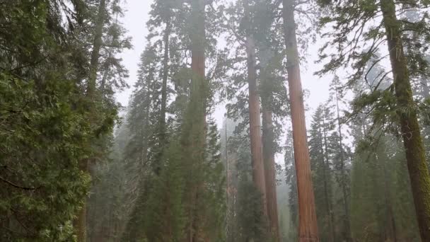 Sequoias Sequoia National Park カリフォルニア州 アメリカ — ストック動画