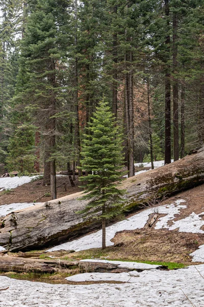 Sequoia trees in Yosemite National Park. Giant Sequoia Tree in Sequoia National Park, California, Sequoia tree.