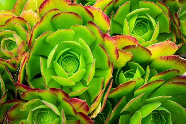 Large and small Succulent plant on sunny day, top view. Houseleek plant background. Sempervivum tectorum nature texture. Many flowers Succulent plant background. Succulent plant Hen-and-Chickens.