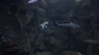 Akvaryumdaki çekiç başlı balıklar diğer tropikal balıklarla yüzer. Büyük çekiç başlı köpekbalığıyla mercan kayalıkları. Dev bir akvaryumda çekiç başlı köpekbalığı.
