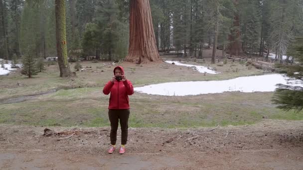 Ung Kvinde Tager Billede Telefonen Panorama Bottom Video Kæmpe Sequoia – Stock-video