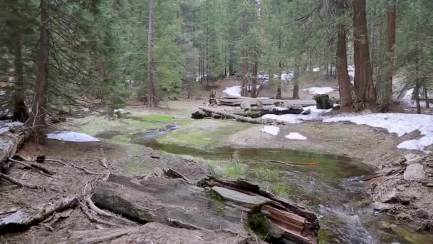 Sequoias Sequoia National Park Καλιφόρνια Ηνωμένες Πολιτείες Yosemite Καταρράκτες Πίσω — Αρχείο Βίντεο