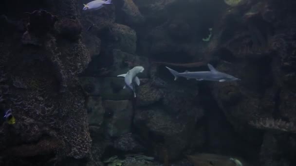 Hammerhead Fish Aquarium Swims Other Tropical Fish Coral Reef Great — Vídeo de Stock