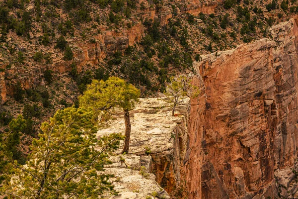 在美国亚利桑那州的大峡谷国家公园 南缘的大峡谷国家公园 — 图库照片