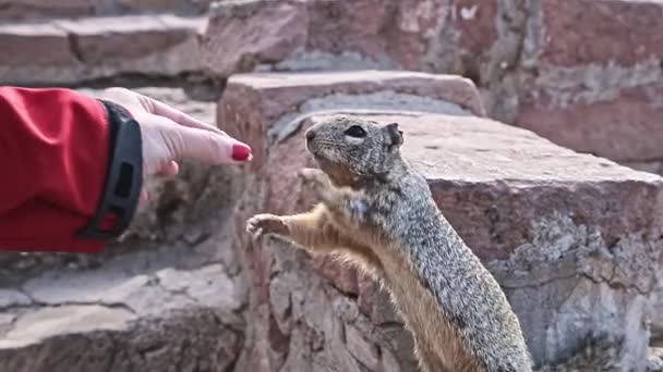 松鼠正在向观光客乞讨坚果 走近点 游客用她的手喂松鼠 游客们在大峡谷国家公园喂松鼠 臭松鼠传播疾病 — 图库视频影像