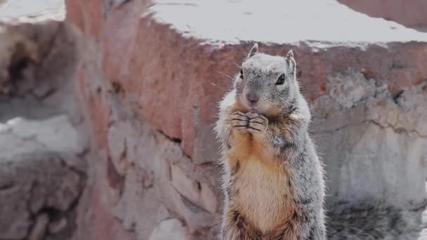 Esquilo Comendo Noz Sentado Pedra Closeup Transportador Esquilo Mangy Doenças — Vídeo de Stock