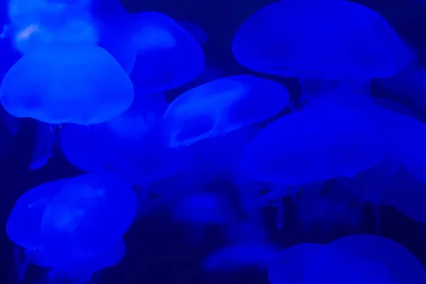 Quallen Bewegen Sich Wasser Vor Blauem Hintergrund Quallenmedusa Unter Wasser — Stockfoto